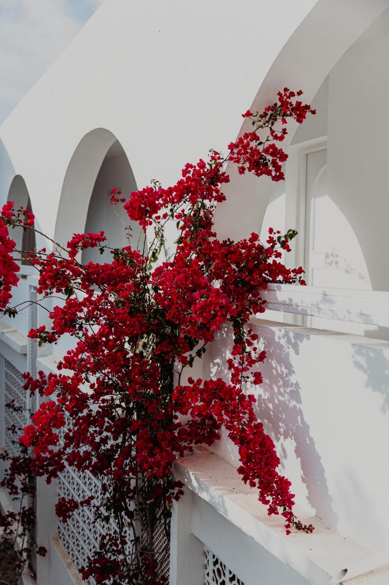 Hotel Bougainvillier Djerba Taguermess Exteriér fotografie